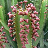 Euphorbia canariensis (Tenerife, Canary islands) (8.5cm Ø and 30cm H available)